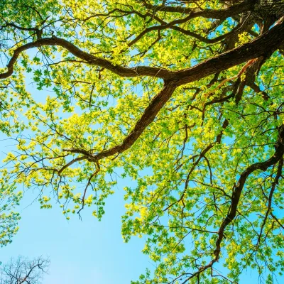 tree