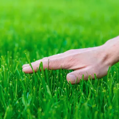 lawn