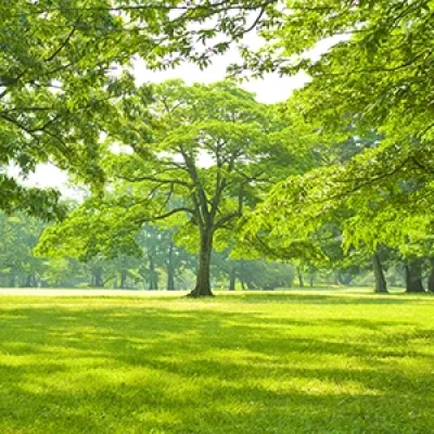 trees